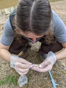 A student swabs an amphibian for pathogens.