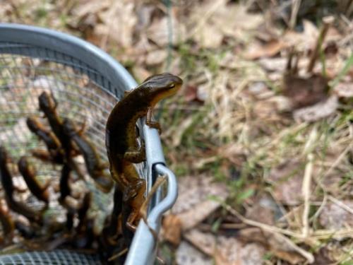 An eastern newt climbing out of a minnow trap.
